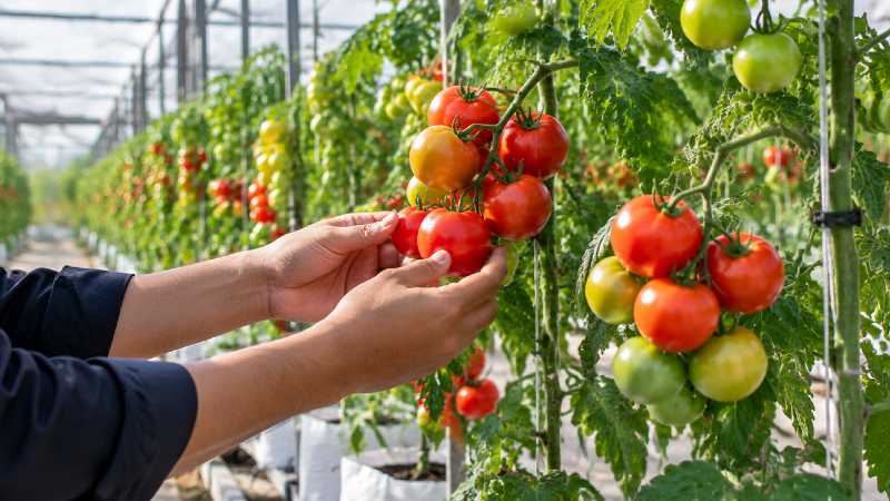 Smart Farming